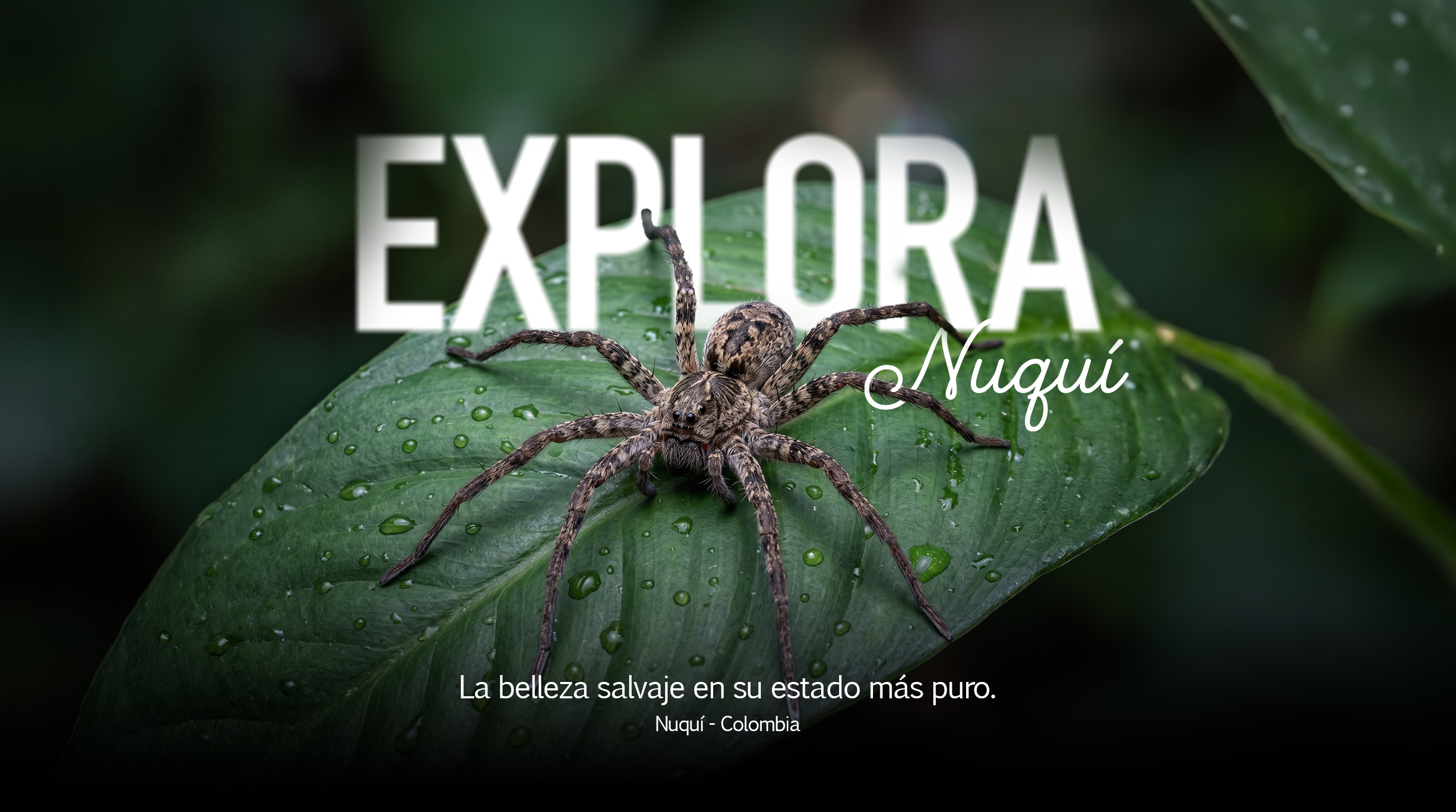 Explora Nuquí IA 4
